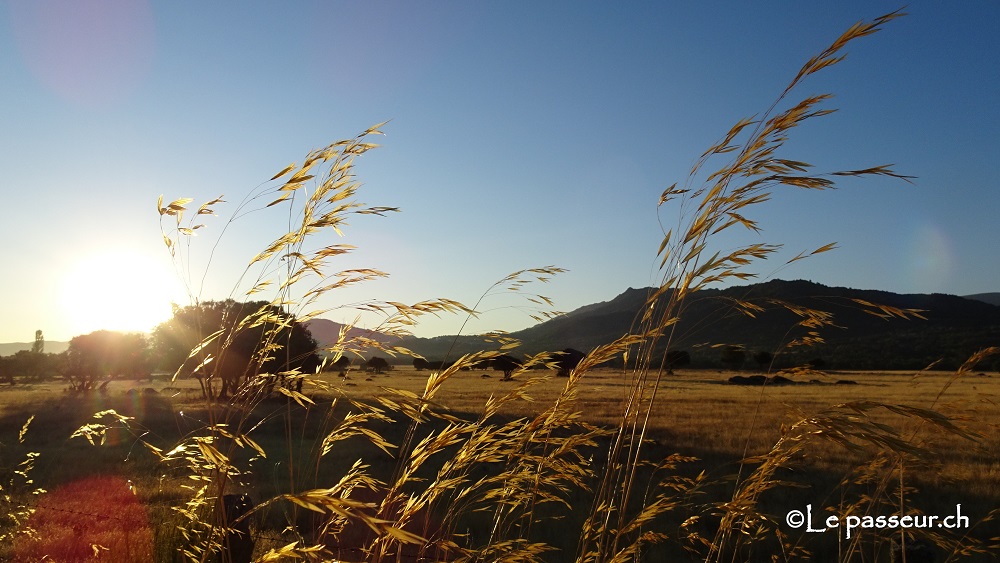 Herbes à contre-jour sur la cañada